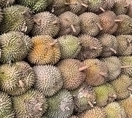 jenis durian unggul - durian medan