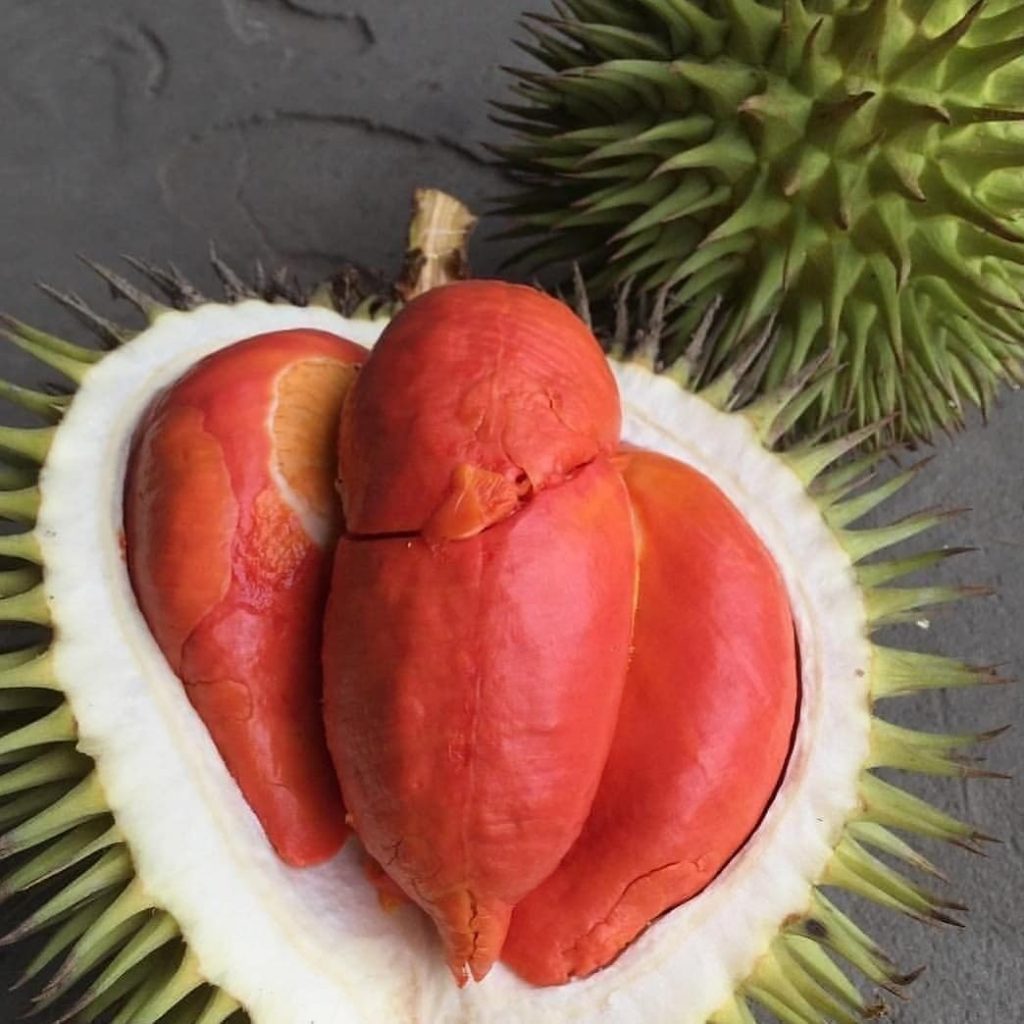 jenis durian unggul - durian merah