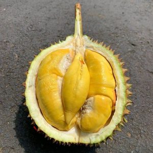 jenis-durian-montong