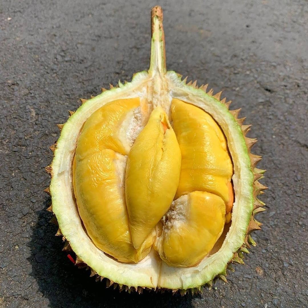  jenis durian unggul - durian montong