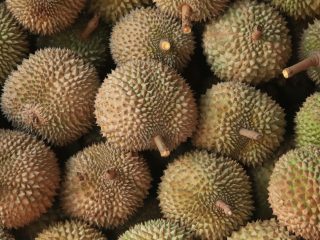 Kumpulan Buah Durian