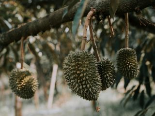 berapa lama durian berbuah – Pohon Durian