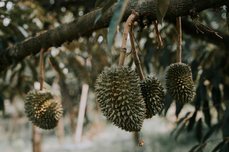 Berapa Lama Durian Berbuah? Rahasia Panen Lebat dalam Sekejap, Gak Sampai 5 Tahun!