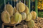 Durian Kani: Varian yang Sedang Naik Daun dan Semakin Diburu Para Pecinta Durian!