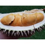 Durian Masmuar: 5 Fakta Menarik yang Belum Kamu Ketahui