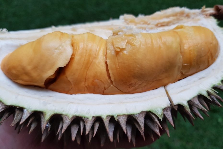 Durian Masmuar: 5 Fakta Menarik yang Belum Kamu Ketahui