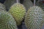 Jangan Salah Pilih! Ini Dia 3 Perbandingan Durian Lokal dan Impor yang Perlu Kamu Ketahui