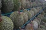 Durian Duri Hitam: Varian Langka dengan Rasa yang Menggoda Selera!