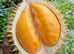 Penasaran Durian Orange Namanya Apa? Ini Dia Nama dan Fakta Menariknya!