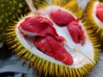 Durian Merah: Buah Langka dan Fakta yang Belum Kamu Ketahui!