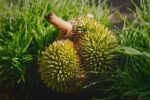 Unik Abis! Nama Nama Durian yang Jarang Diketahui Orang dan Bentuknya yang Gak Kalah Aneh