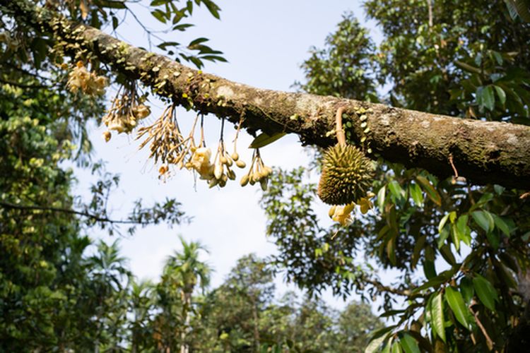 Mau Tahu Rahasia di Balik Mekarnya Bunga Durian? Simak Ini!