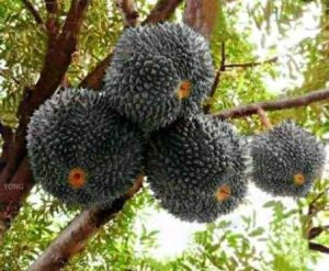 Durian Black: Si Hitam Eksotis yang Bikin Pecinta Durian Terpukau!