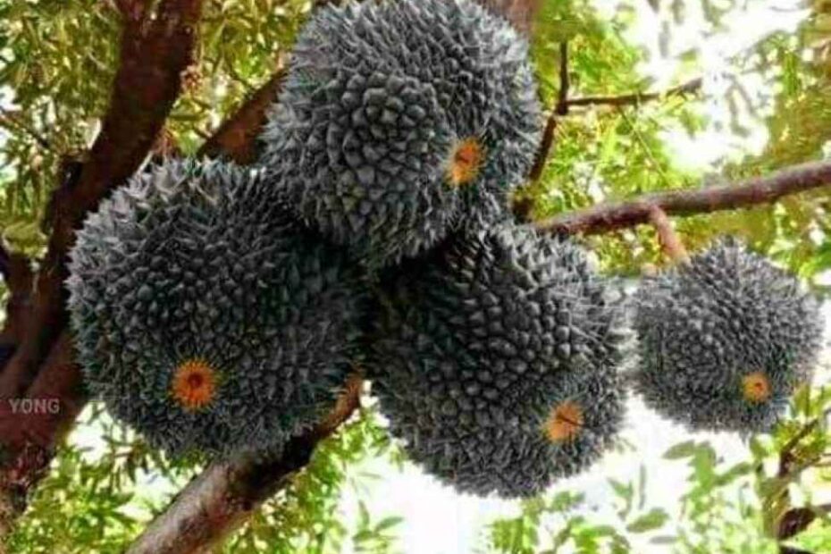 Durian Black: Si Hitam Eksotis yang Bikin Pecinta Durian Terpukau!