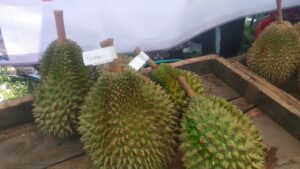 Durian Cumasi: Varian Unik yang Ditemukan Dekat Kandang Babi dan Jarang Orang Tahu