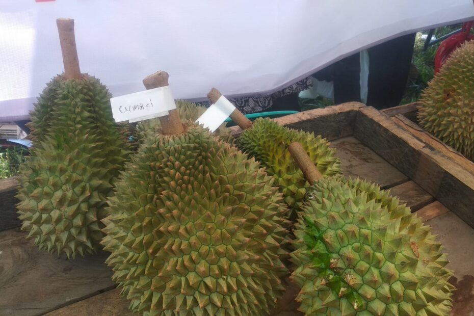 Durian Cumasi: Varian Unik yang Ditemukan Dekat Kandang Babi dan Jarang Orang Tahu