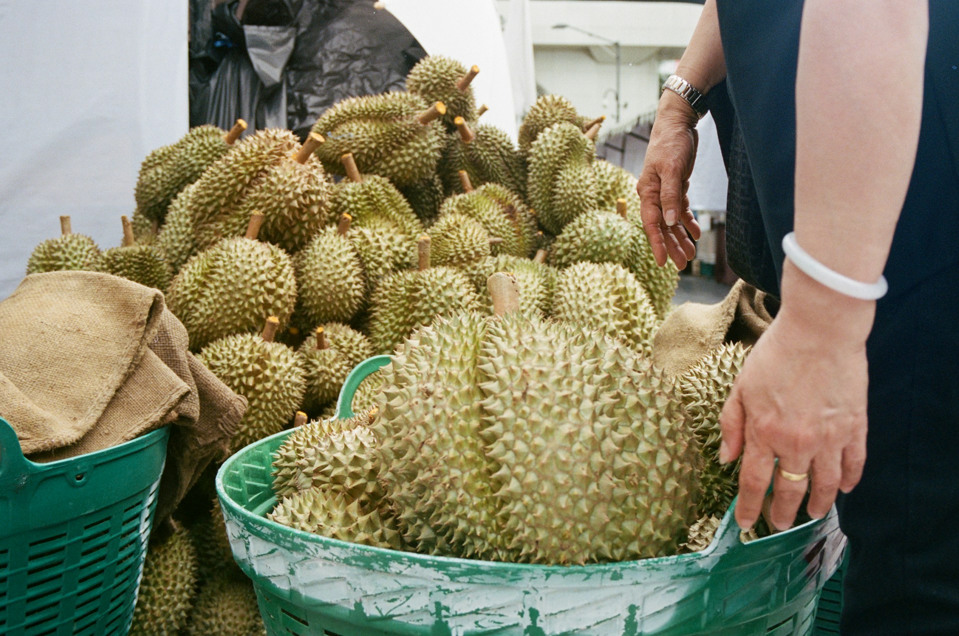 Penasaran Musim Durian Bulan Apa? Jangan Sampai Lewat, Ini Jawabannya! -  Aroma Medan