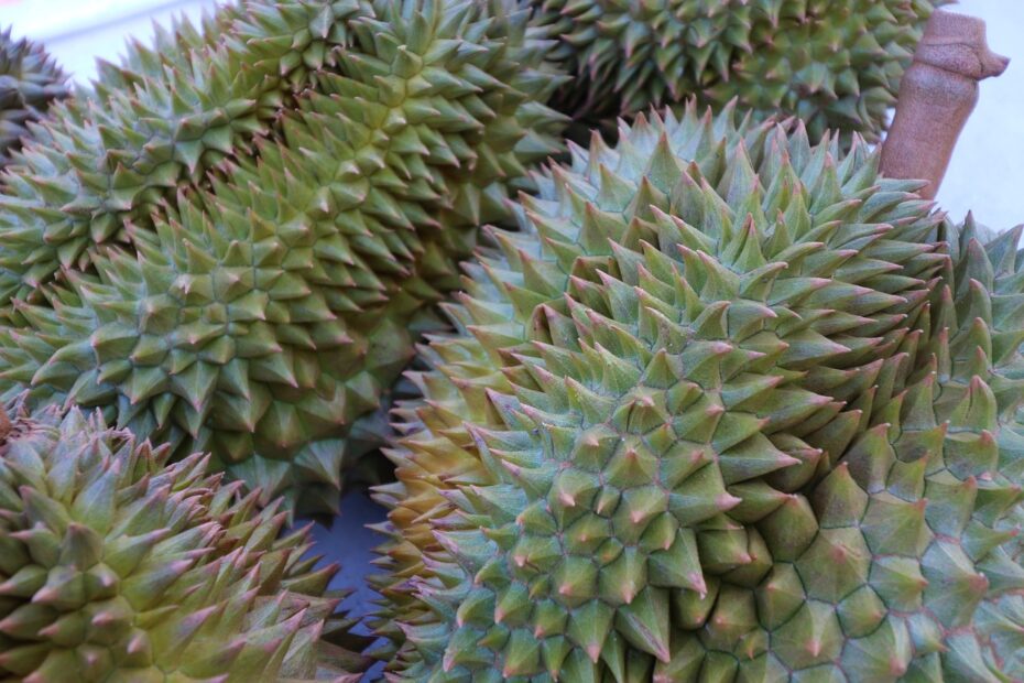 Kenapa Durian Dijuluki Raja Buah? 5 Fakta Menarik yang Wajib Kamu Ketahui!