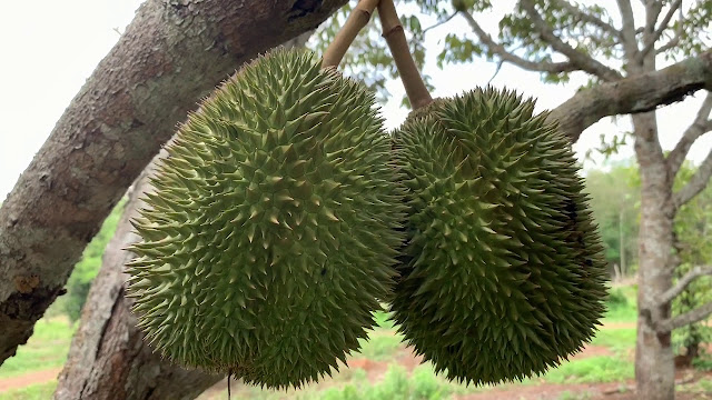 Keunggulan Durian Masmuar Dibanding Jenis Lain: Nomor 3 Paling Dicari!